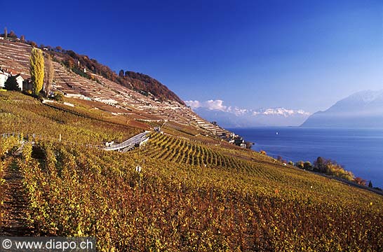 4913 - Lavaux - Appellation Epesses et Calamin - Suisse