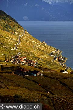 4920 - Vignoble de Lavaux en automne et le lac Lman - Suisse