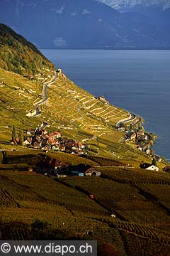 4920 - Vignoble de Lavaux en automne et le lac Lman - Suisse