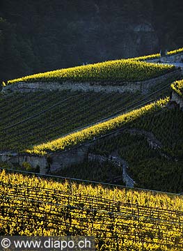 4923 - Valais, Saint-Lonard - Suisse