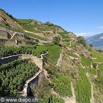 4931 - Vignoble en Valais, Sion - Suisse