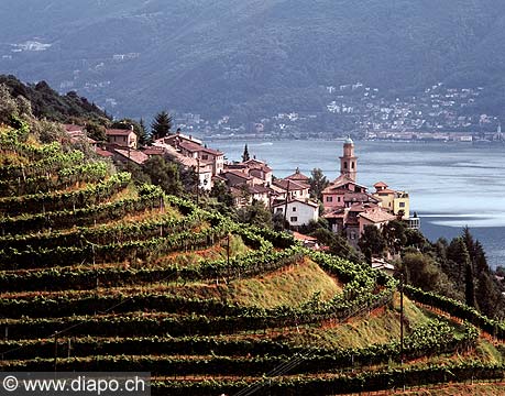 4937 - Tessin - Morcote - Suisse