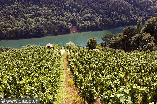 4939 - Vignoble sur le Rhin en Suisse almanique