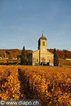 4985 - Vignoble de la Cte - canton de Vaud - Suisse