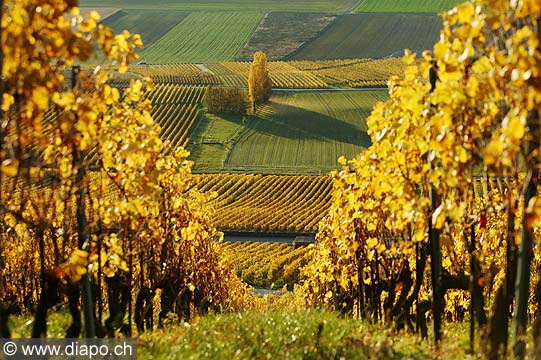 4986 - Vignoble de la Cte - canton de Vaud - Suisse