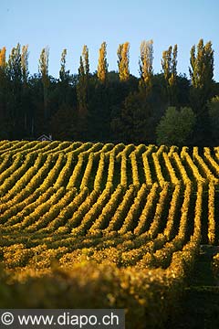4987 - Vignoble de la Cte - canton de Vaud - Suisse