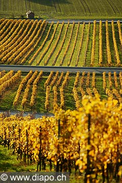 4988 - Vignoble de la Cte - canton de Vaud - Suisse
