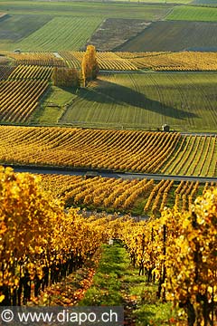 4989 - Vignoble de la Cte - canton de Vaud - Suisse