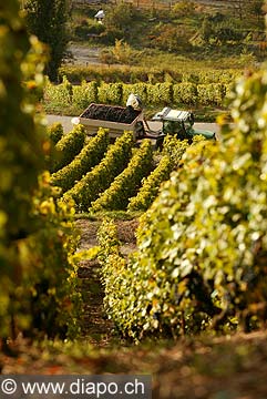 4995 - Vignoble de Genve - coteau de la Donzelle - Suisse