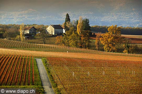 4998 - Vignoble de Genve - Dardagny - Suisse