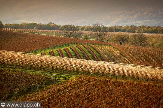 4999 - Vignoble de Genve - Dardagny - Suisse
