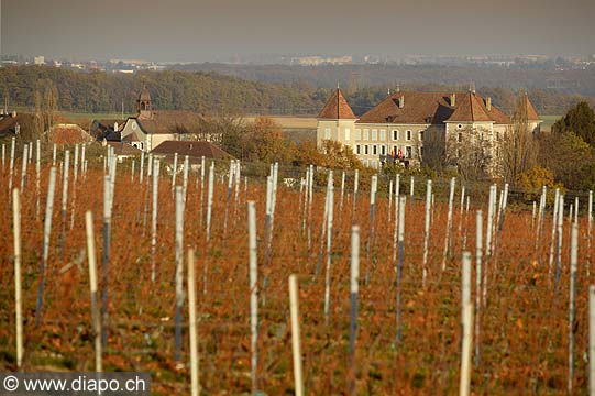 5000 - Vignoble de Genve - Dardagny - Suisse