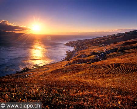 5006 - Lavaux et le Lac Lman - Suisse