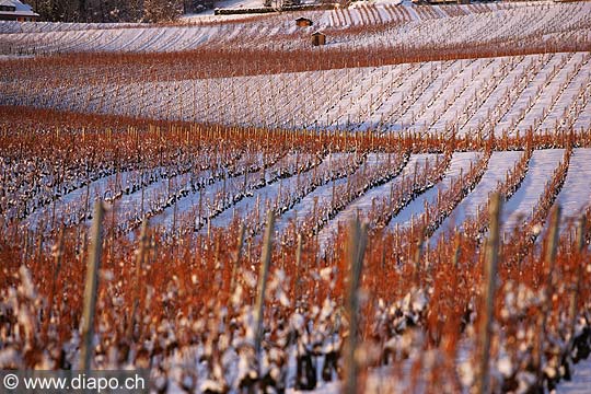 5107 - Photo: Suisse - Canton de Vaud - vignoble de La Cte