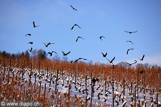 5108 - Photo: Suisse - Canton de Vaud - vignoble de La Cte
