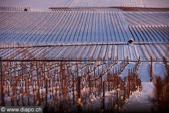 5109 - Photo: Suisse - Canton de Vaud - vignoble de La Cte