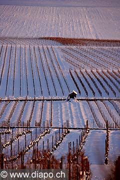 5110 - Photo: Suisse - Canton de Vaud - vignoble de La Cte