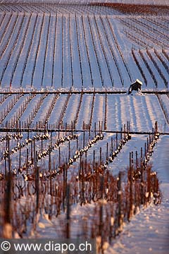 5111 - Photo: Suisse - Canton de Vaud - vignoble de La Cte