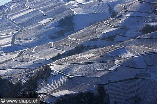 5203 - Valais, vignoble sous la neige vers Conthey