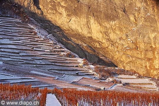 5204 - Valais, vignoble sous la neige vers Chamoson