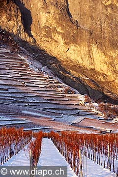 5205 - Valais, vignoble sous la neige vers Chamoson