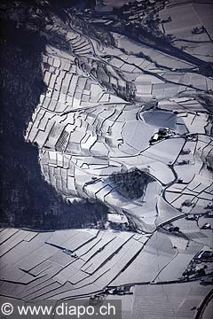 5393 - Suisse - Canton de Vaud - Vignoble d'Yvorne