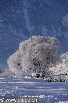 7515 - Suisse - Valais, arbre sous la neige
