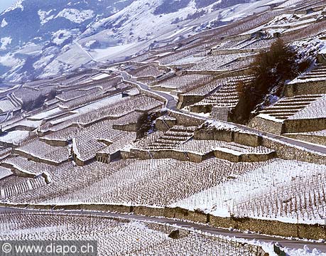 8073 - Photo : Suisse - Valais, Vignoble entre Ardon et Vtroz