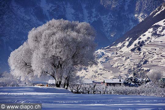 8074 - Photo : Suisse - Valais, Vignoble vers Fully