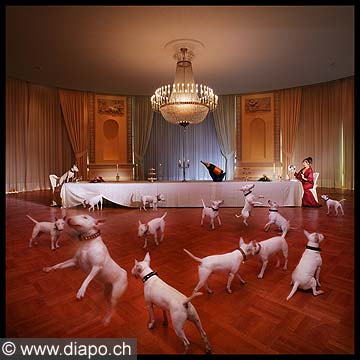 8353 - Le dner de chiens