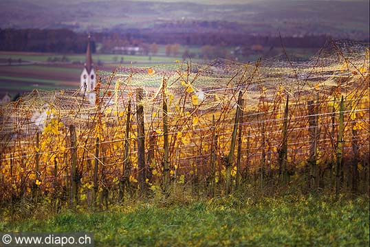 8489 - Photo - Suisse almanique, vignoble  Benken (Zurich)
