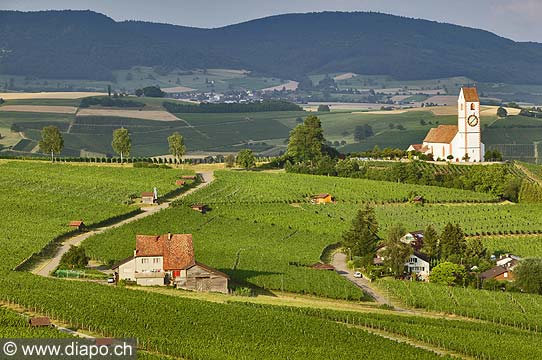8490 - Photo - Hallau, le plus grand vignoble d'un seul tenant de Suisse orientale (SH)