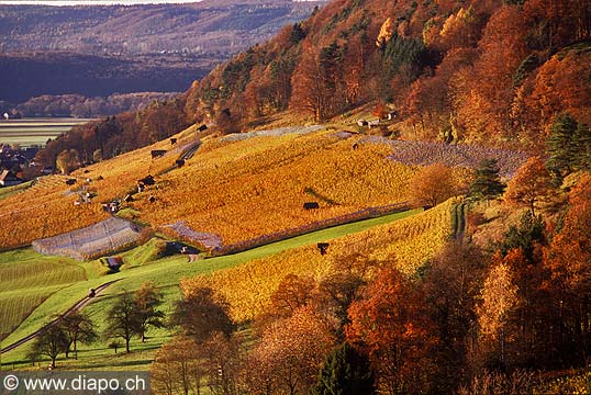 8493 - Photo - Suisse almanique, vignoble prs de Stein-am-Rhein (Schaffhouse)