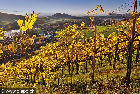 8494 - Photo - Suisse almanique, vignoble prs de Stein-am-Rhein (Schaffhouse)