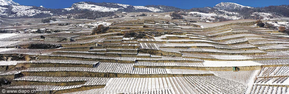 8552 - Photo : Suisse, Valais, vignoble en hiver entre Ardon et Vtroz