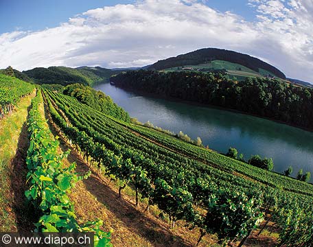 8556 - Photo - Suisse almanique,  Les vignes surplombent Eglisau (Zurich) et le Rhin