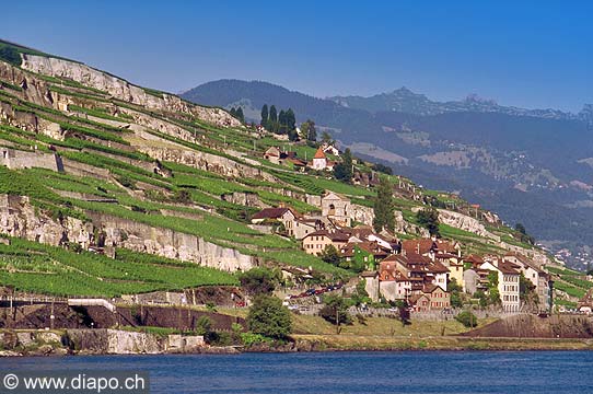 9387 - Photo : Suisse, canton de Vaud, vignoble de Lavaux en terrasses - Saint-Saphorin, Lac Lman