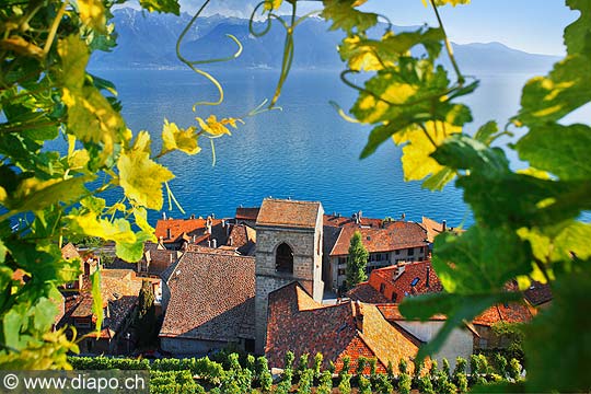 9390 - Photo : Suisse, canton de Vaud, vignoble de Lavaux en terrasses - Saint-Saphorin, Lac Lman