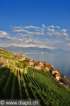 9391 - Photo : Suisse, canton de Vaud, vignoble de Lavaux en terrasses - Saint-Saphorin, Lac Lman