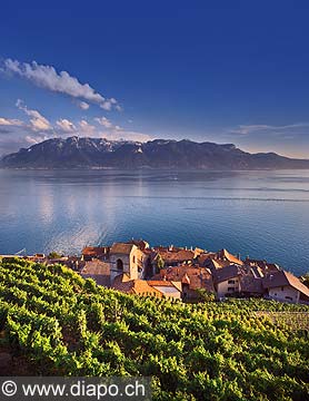 9393 - Photo : Suisse, canton de Vaud, vignoble de Lavaux en terrasses - Saint-Saphorin, Lac Lman
