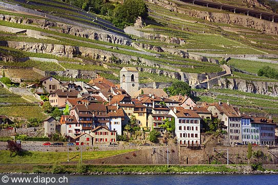9394 - Photo : Suisse, canton de Vaud, vignoble de Lavaux en terrasses - Saint-Saphorin, Lac Lman