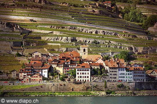 9395 - Photo : Suisse, canton de Vaud, vignoble de Lavaux en terrasses - Saint-Saphorin, Lac Lman
