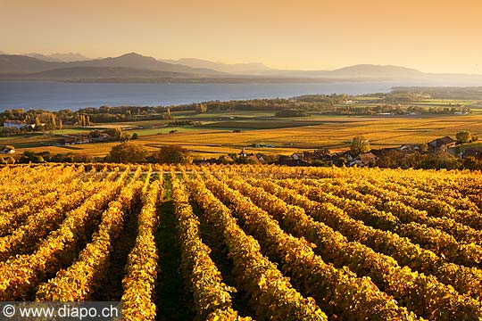 9414 - Photo : Suisse, canton de Vaud, vignoble de La Cte et le Lac Lman