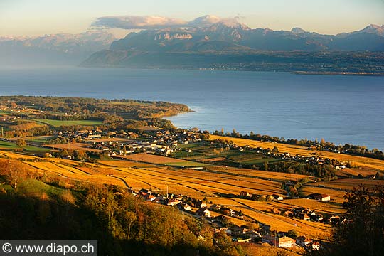 9415 - Photo : Suisse, canton de Vaud, vignoble de La Cte et le Lac Lman