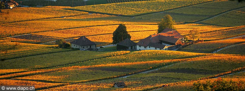 9416 - Photo : Suisse, canton de Vaud, vignoble de La Cte, Mont-sur-Rolle, Chteau de Chtagneraz