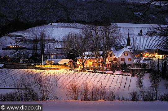 9510 - Photo: Domaine du MANOIR - Ctes-de-lOrbe, Valeyres-sous-Rances, Bonvillars - Suisse