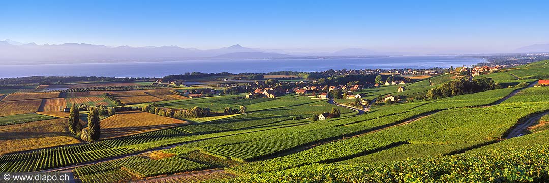 9604 - Photo : Suisse, canton de Vaud, vignoble de La Cte et le Lac Lman