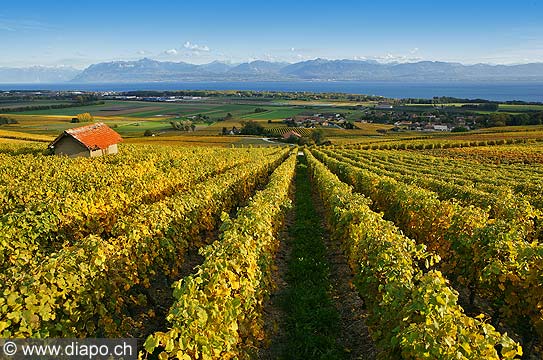 9609 - Photo : Suisse, Canton de Vaud, la Cte et son vignoble avec le Lac Lman  - switzerland, swiss wines - wein, schweiz