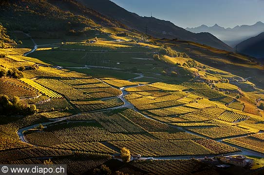 9612 - Photo: Suisse, Valais, vignoble  Sierre, Salquenen, switzerland, swiss wines - wein, schweiz