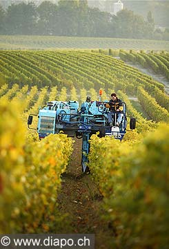 9837 - Photo : Suisse, vignoble de Genve - vendange en machine - Geneva, switzerland, swiss wines - wein, schweiz